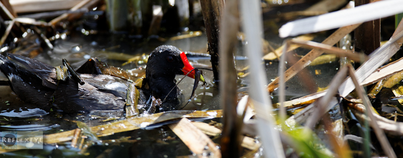 Moor Hen